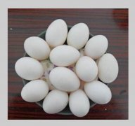 <b>蓝冠注册硬塑料做的鸽子蛋引风波</b>