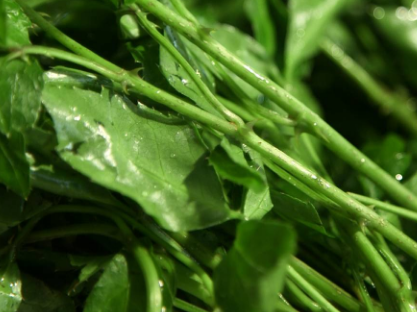 蓝冠注册,蓝冠注册页面