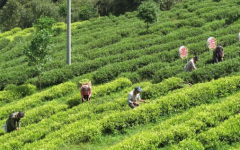 <b>蓝冠官网塑料制品厂家在“快”时代先声夺人</b>